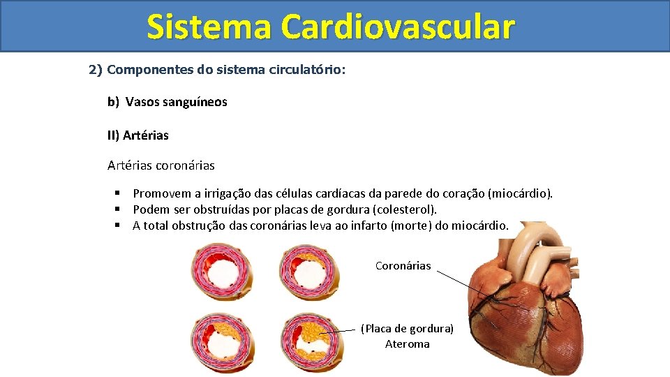 Sistema Cardiovascular Circulatório 2) Componentes do sistema circulatório: b) Vasos sanguíneos II) Artérias coronárias Sistema Cardiovascular Circulatório 2) Componentes do sistema circulatório: b) Vasos sanguíneos II) Artérias coronárias