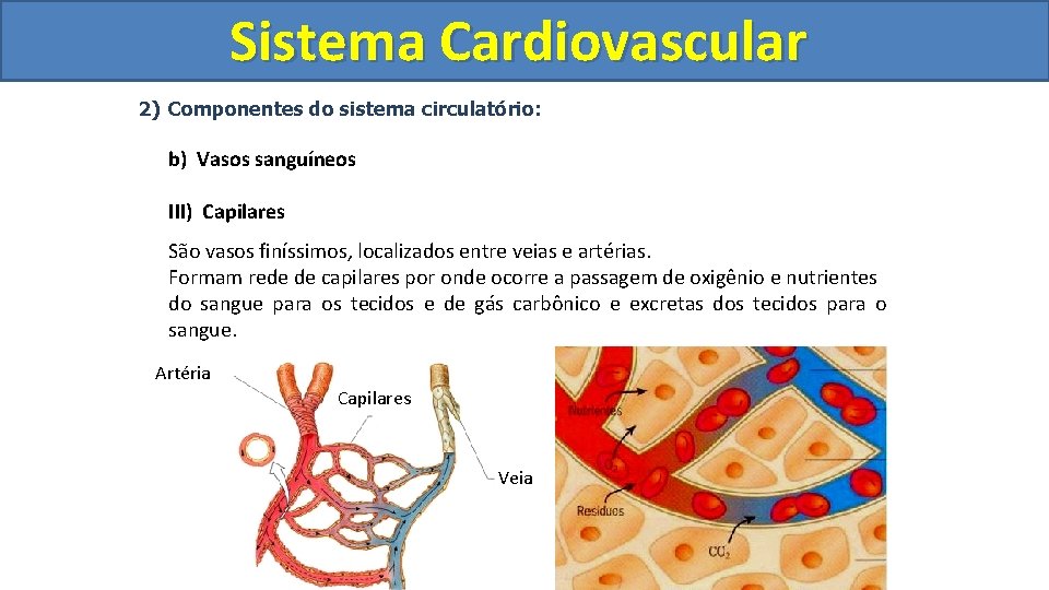 Sistema Cardiovascular Circulatório 2) Componentes do sistema circulatório: b) Vasos sanguíneos III) Capilares São Sistema Cardiovascular Circulatório 2) Componentes do sistema circulatório: b) Vasos sanguíneos III) Capilares São