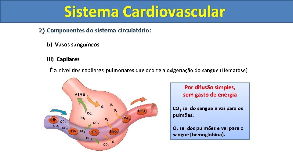 Sistema Cardiovascular Circulatório 2) Componentes do sistema circulatório: b) Vasos sanguíneos III) Capilares É Sistema Cardiovascular Circulatório 2) Componentes do sistema circulatório: b) Vasos sanguíneos III) Capilares É