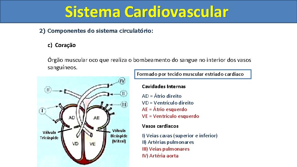 Sistema Cardiovascular Circulatório 2) Componentes do sistema circulatório: c) Coração Órgão muscular oco que Sistema Cardiovascular Circulatório 2) Componentes do sistema circulatório: c) Coração Órgão muscular oco que