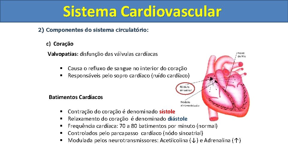 Sistema Cardiovascular Circulatório 2) Componentes do sistema circulatório: c) Coração Valvopatias: disfunção das válvulas Sistema Cardiovascular Circulatório 2) Componentes do sistema circulatório: c) Coração Valvopatias: disfunção das válvulas
