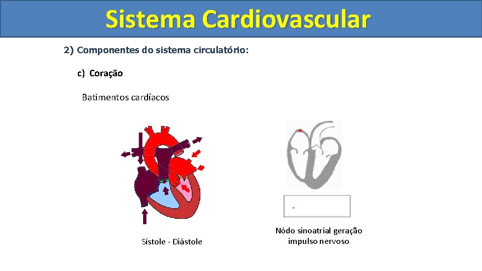 Sistema Cardiovascular Circulatório 2) Componentes do sistema circulatório: c) Coração Batimentos cardíacos Sístole - Sistema Cardiovascular Circulatório 2) Componentes do sistema circulatório: c) Coração Batimentos cardíacos Sístole -
