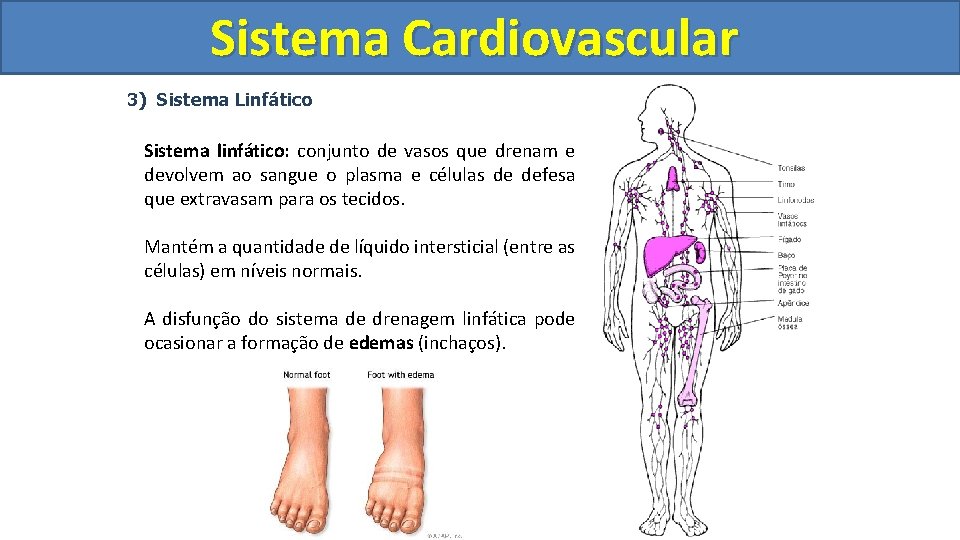 Sistema Cardiovascular Circulatório 3) Sistema Linfático Sistema linfático: conjunto de vasos que drenam e Sistema Cardiovascular Circulatório 3) Sistema Linfático Sistema linfático: conjunto de vasos que drenam e