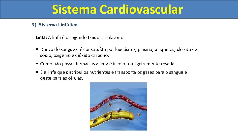 Sistema Cardiovascular Circulatório 3) Sistema Linfático Linfa: A linfa é o segundo fluido circulatório. Sistema Cardiovascular Circulatório 3) Sistema Linfático Linfa: A linfa é o segundo fluido circulatório.