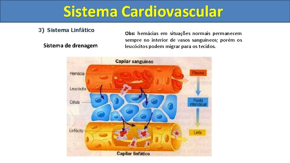 Sistema Cardiovascular Circulatório 3) Sistema Linfático Sistema de drenagem Obs: hemácias em situações normais Sistema Cardiovascular Circulatório 3) Sistema Linfático Sistema de drenagem Obs: hemácias em situações normais