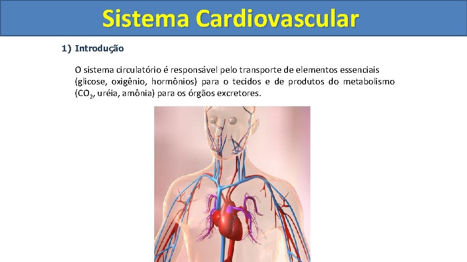 Sistema Cardiovascular Circulatório 1) Introdução O sistema circulatório é responsável pelo transporte de elementos Sistema Cardiovascular Circulatório 1) Introdução O sistema circulatório é responsável pelo transporte de elementos
