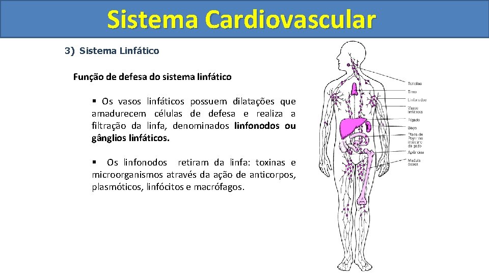 Sistema Cardiovascular Circulatório 3) Sistema Linfático Função de defesa do sistema linfático § Os Sistema Cardiovascular Circulatório 3) Sistema Linfático Função de defesa do sistema linfático § Os