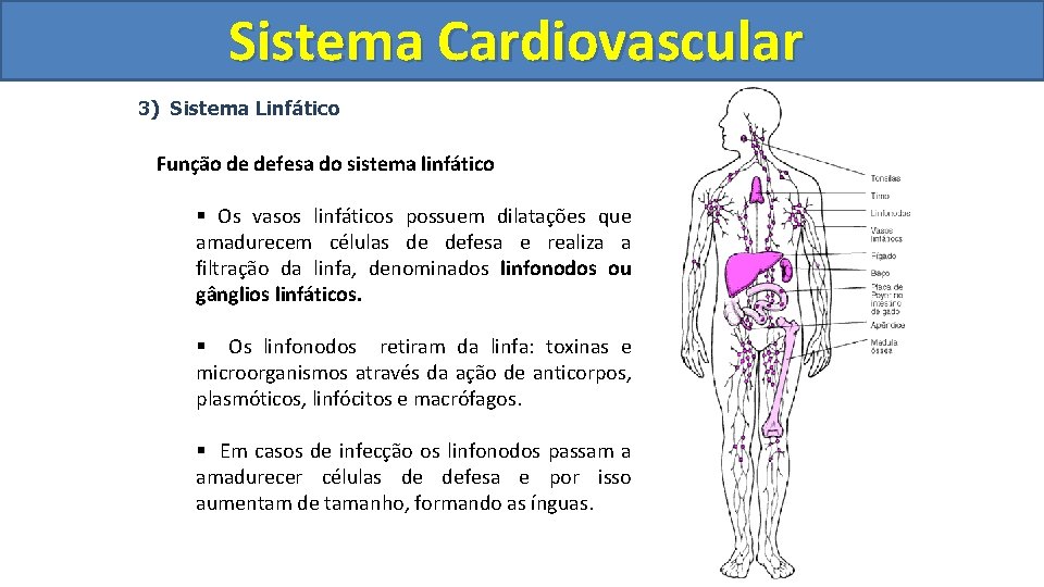 Sistema Cardiovascular Circulatório 3) Sistema Linfático Função de defesa do sistema linfático § Os Sistema Cardiovascular Circulatório 3) Sistema Linfático Função de defesa do sistema linfático § Os