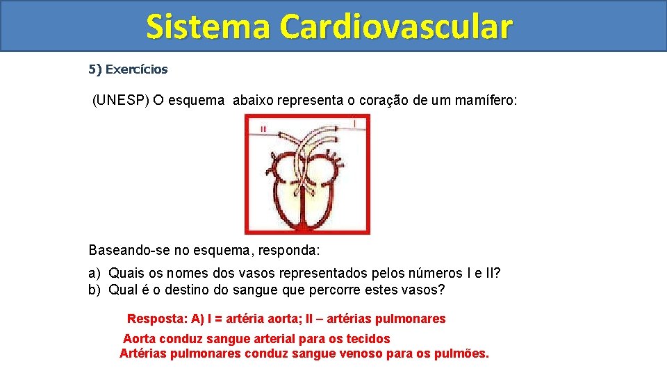 Sistema Cardiovascular Circulatório 5) Exercícios (UNESP) O esquema abaixo representa o coração de um Sistema Cardiovascular Circulatório 5) Exercícios (UNESP) O esquema abaixo representa o coração de um
