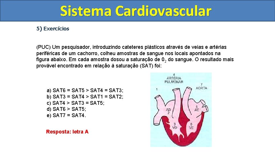 Sistema Cardiovascular Circulatório 5) Exercícios (PUC) Um pesquisador, introduzindo cateteres plásticos através de veias Sistema Cardiovascular Circulatório 5) Exercícios (PUC) Um pesquisador, introduzindo cateteres plásticos através de veias