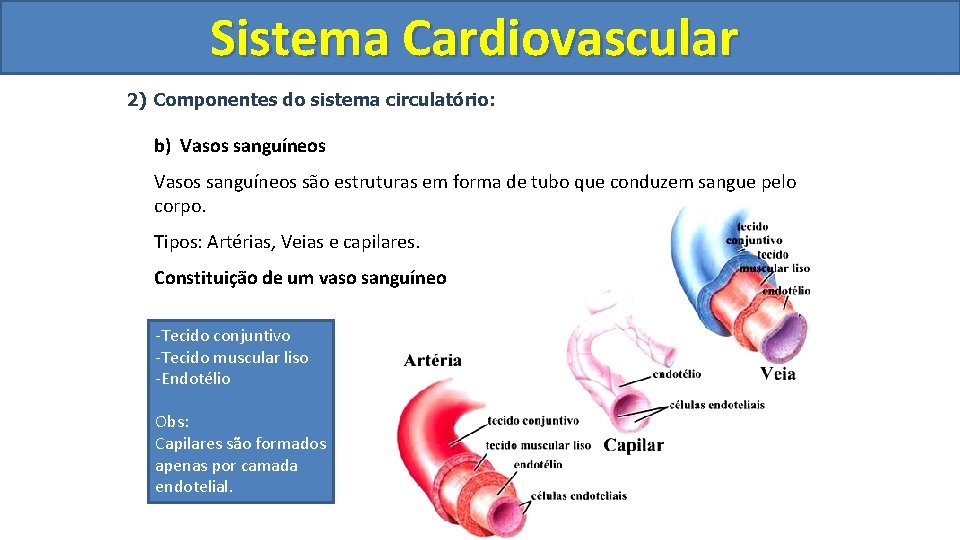 Sistema Cardiovascular Circulatório 2) Componentes do sistema circulatório: b) Vasos sanguíneos são estruturas em Sistema Cardiovascular Circulatório 2) Componentes do sistema circulatório: b) Vasos sanguíneos são estruturas em