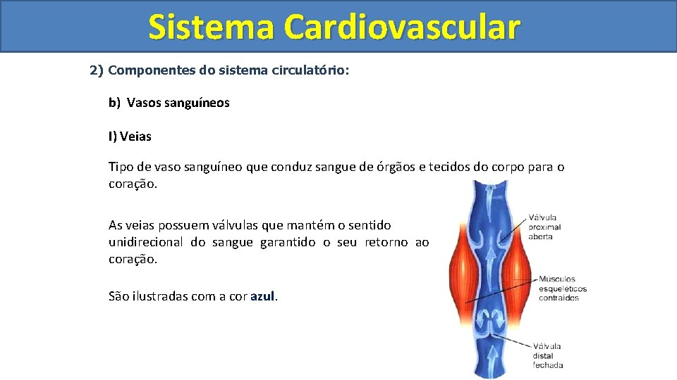 Sistema Cardiovascular Circulatório 2) Componentes do sistema circulatório: b) Vasos sanguíneos I) Veias Tipo Sistema Cardiovascular Circulatório 2) Componentes do sistema circulatório: b) Vasos sanguíneos I) Veias Tipo