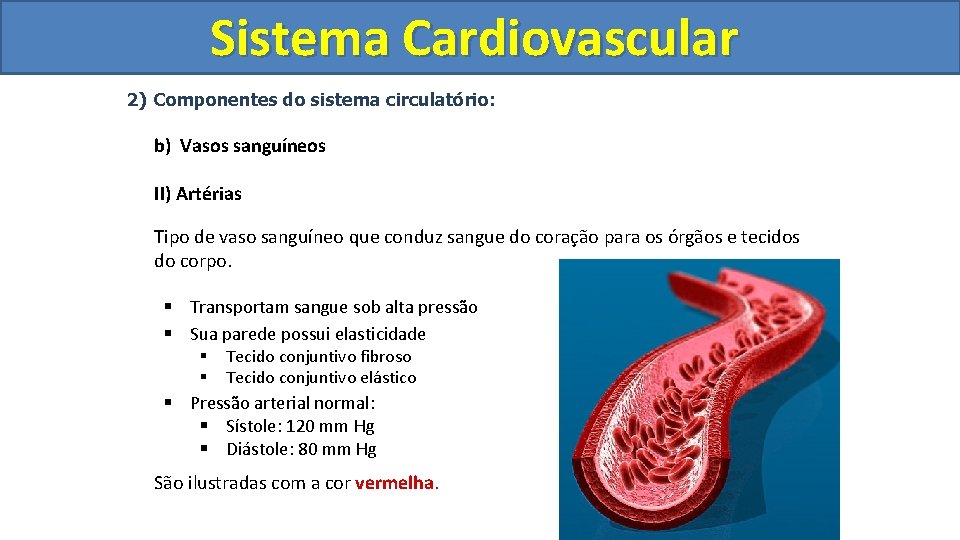 Sistema Cardiovascular Circulatório 2) Componentes do sistema circulatório: b) Vasos sanguíneos II) Artérias Tipo Sistema Cardiovascular Circulatório 2) Componentes do sistema circulatório: b) Vasos sanguíneos II) Artérias Tipo