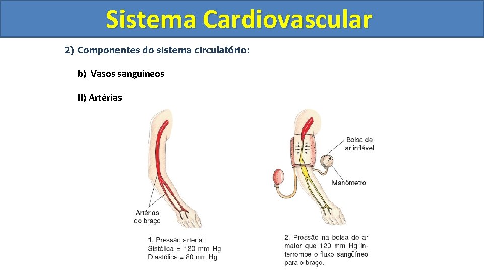Sistema Cardiovascular Circulatório 2) Componentes do sistema circulatório: b) Vasos sanguíneos II) Artérias Sistema Cardiovascular Circulatório 2) Componentes do sistema circulatório: b) Vasos sanguíneos II) Artérias