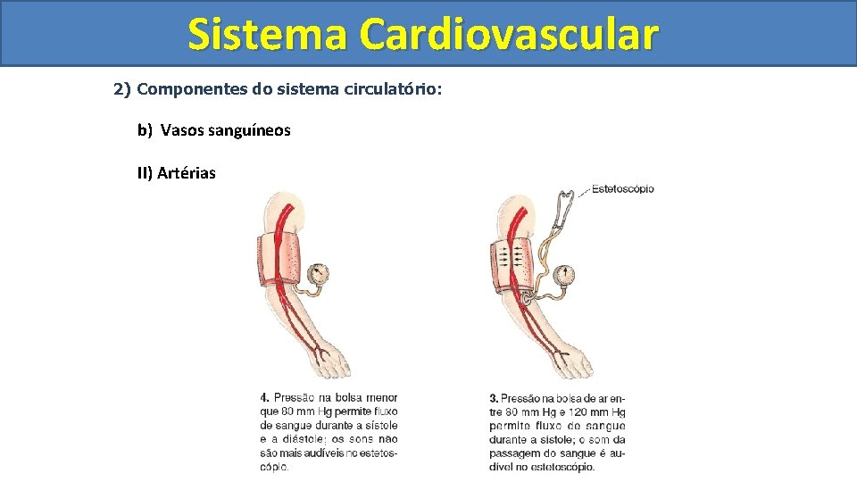 Sistema Cardiovascular Circulatório 2) Componentes do sistema circulatório: b) Vasos sanguíneos II) Artérias Sistema Cardiovascular Circulatório 2) Componentes do sistema circulatório: b) Vasos sanguíneos II) Artérias