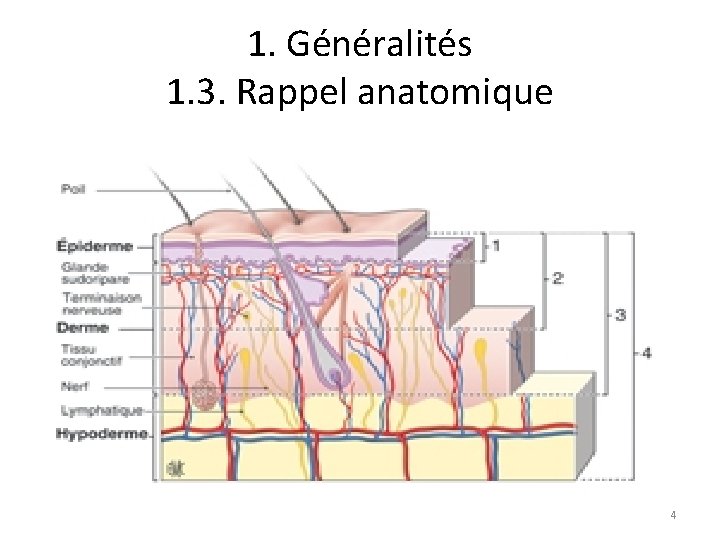 1. Généralités 1. 3. Rappel anatomique 4 