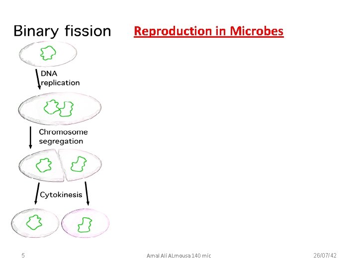 Reproduction in Microbes 5 Amal Ali ALmousa 140 mic 26/07/42 