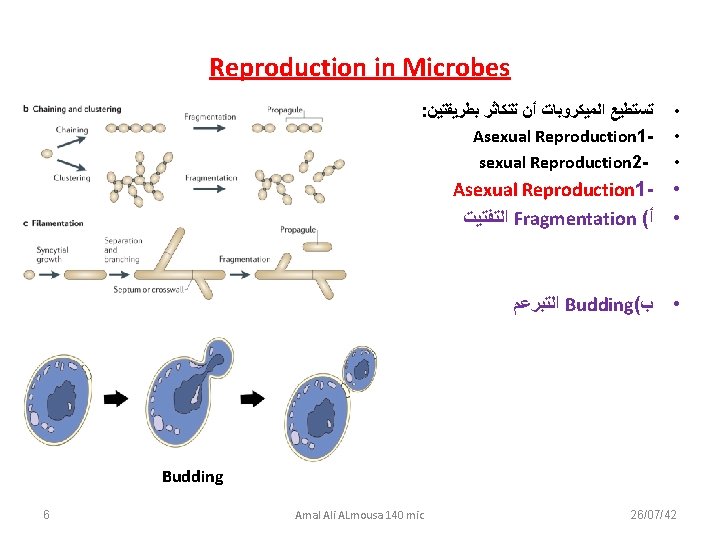 Reproduction in Microbes : ﺗﺴﺘﻄﻴﻊ ﺍﻟﻤﻴﻜﺮﻭﺑﺎﺕ ﺃﻦ ﺗﺘﻜﺎﺛﺮ ﺑﻄﺮﻳﻘﺘﻴﻦ Asexual Reproduction 1 sexual Reproduction