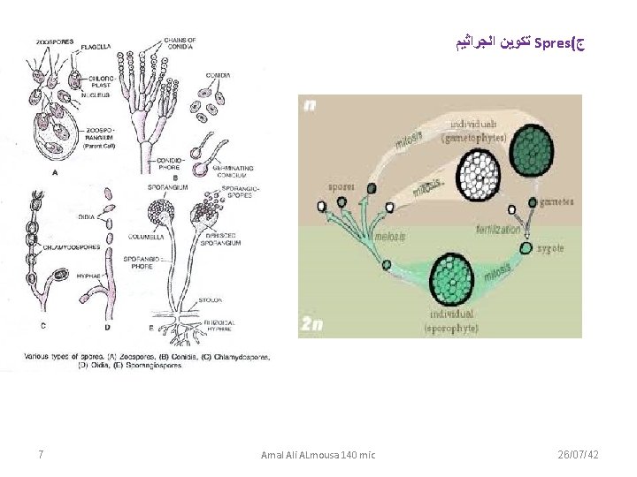  ﺗﻜﻮﻳﻦ ﺍﻟﺠﺮﺍﺛﻴﻢ Spres( ﺝ 7 Amal Ali ALmousa 140 mic 26/07/42 