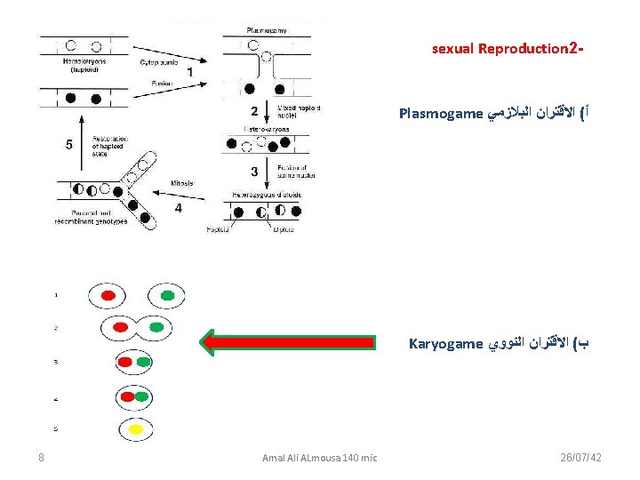 sexual Reproduction 2 - Plasmogame ﺃ( ﺍﻻﻗﺘﺮﺍﻥ ﺍﻟﺒﻼﺯﻣﻲ Karyogame ﺏ( ﺍﻻﻗﺘﺮﺍﻥ ﺍﻟﻨﻮﻭﻱ 8 Amal