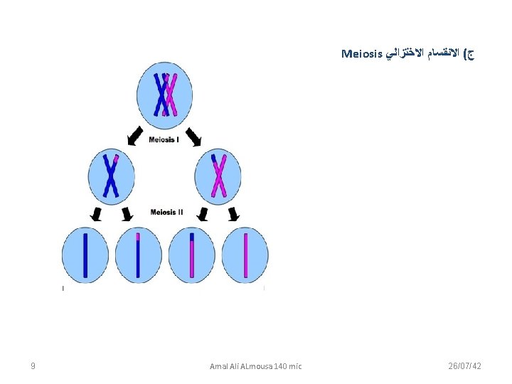 Meiosis ﺝ( ﺍﻻﻧﻘﺴﺎﻡ ﺍﻻﺧﺘﺰﺍﻟﻲ 9 Amal Ali ALmousa 140 mic 26/07/42 