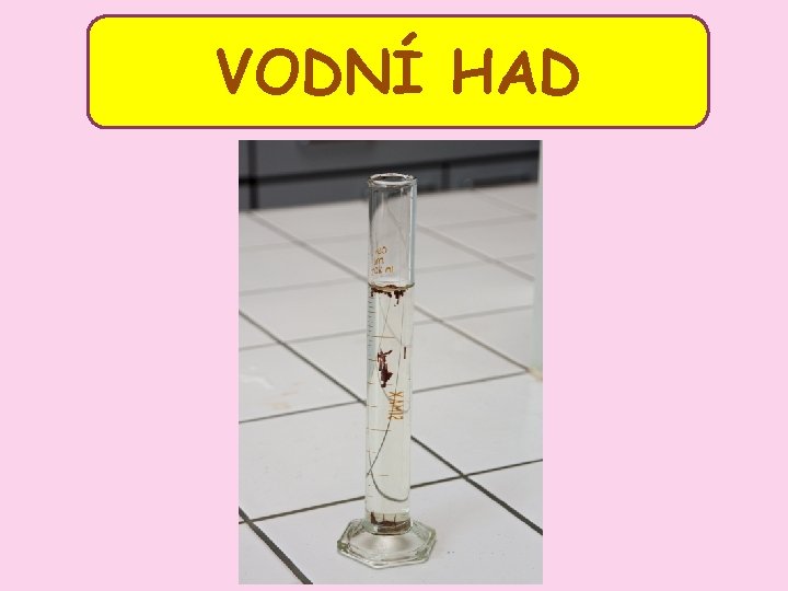 VODNÍ HAD VODNÍ HAD