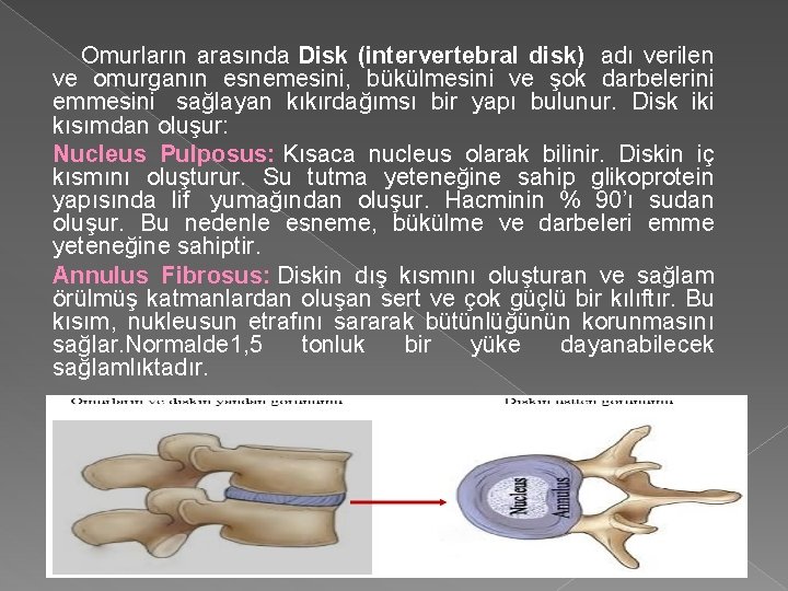  Omurların arasında Disk (intervertebral disk) adı verilen ve omurganın esnemesini, bükülmesini ve şok