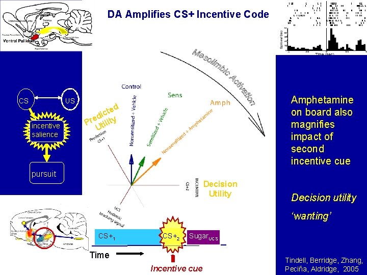 DA Amplifies CS+ Incentive Code CS US incentive salience Amphetamine on board also magnifies
