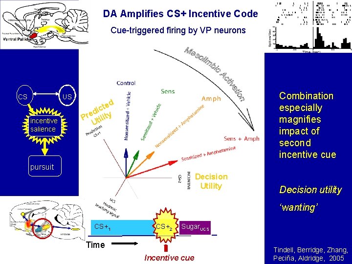 DA Amplifies CS+ Incentive Code Cue-triggered firing by VP neurons CS US incentive salience