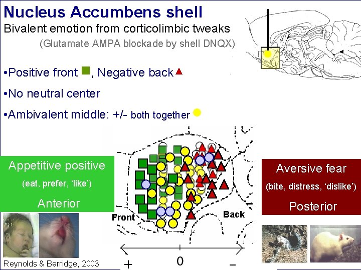 Nucleus Accumbens shell Bivalent emotion from corticolimbic tweaks (Glutamate AMPA blockade by shell DNQX)