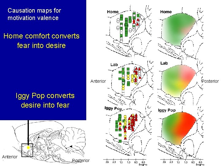 Causation maps for motivation valence Home comfort converts fear into desire Anterior Iggy Pop