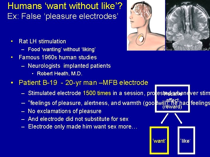 Humans ‘want without like’? Ex: False ‘pleasure electrodes’ • Rat LH stimulation – Food