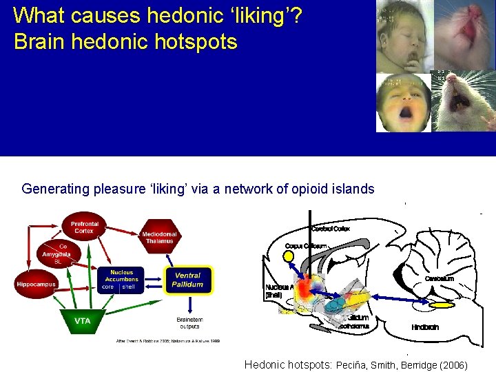 What causes hedonic ‘liking’? Brain hedonic hotspots Generating pleasure ‘liking’ via a network of