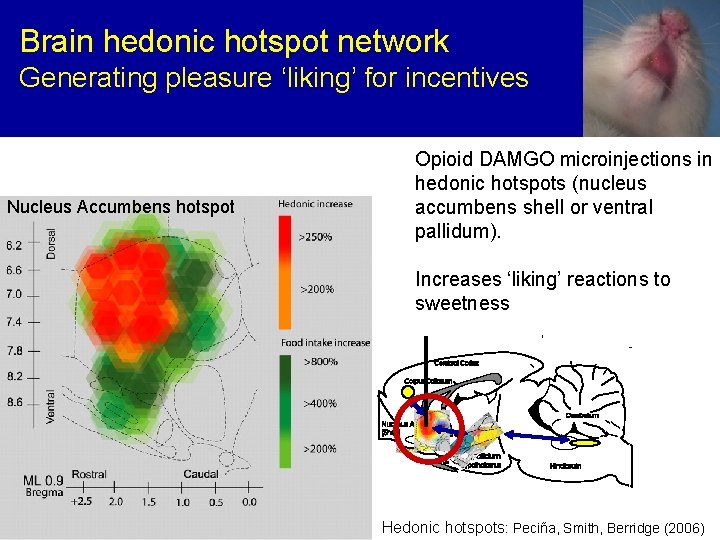 Brain hedonic hotspot network Generating pleasure ‘liking’ for incentives Nucleus Accumbens hotspot Opioid DAMGO