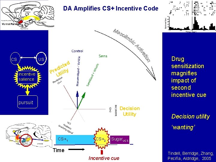 DA Amplifies CS+ Incentive Code CS US incentive salience Drug sensitization magnifies impact of