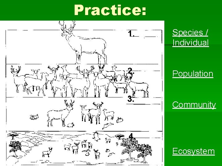 Practice: Species / Individual Population Community Ecosystem 
