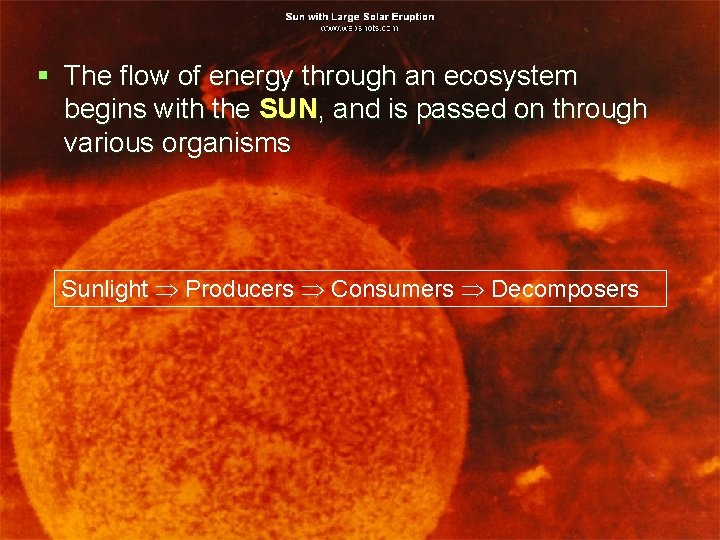 § The flow of energy through an ecosystem begins with the SUN, and is