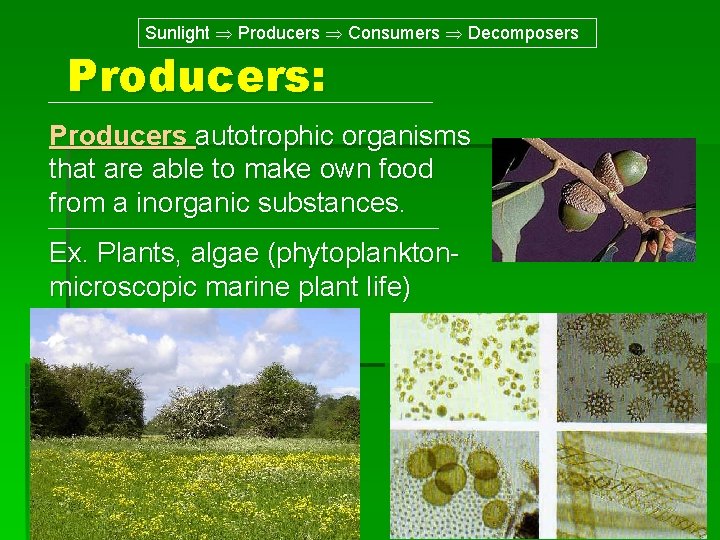 Sunlight Producers Consumers Decomposers Producers: Producers autotrophic organisms that are able to make own