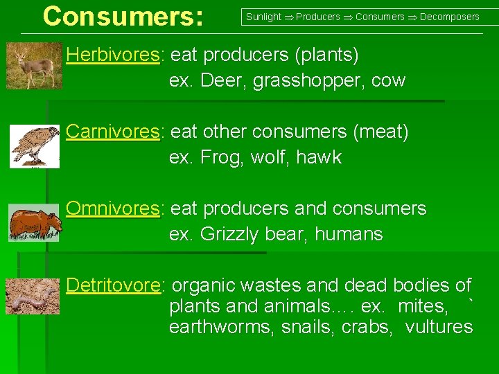 Consumers: Sunlight Producers Consumers Decomposers Herbivores: eat producers (plants) ex. Deer, grasshopper, cow Carnivores: