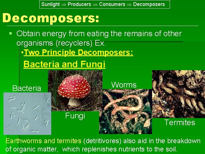 Sunlight Producers Consumers Decomposers: § Obtain energy from eating the remains of other organisms Sunlight Producers Consumers Decomposers: § Obtain energy from eating the remains of other organisms