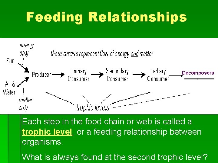 Feeding Relationships Decomposers 1 st 2 nd 3 rd 4 th 5 th Each