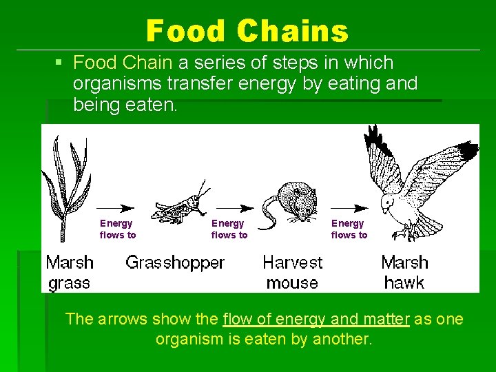 Food Chains § Food Chain a series of steps in which organisms transfer energy