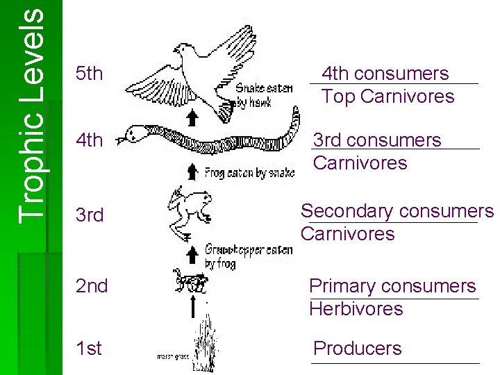 Trophic Levels 5 th 4 th consumers Top Carnivores 3 rd consumers Carnivores 3