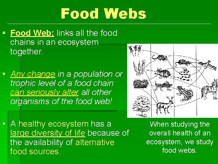 Food Webs § Food Web: links all the food chains in an ecosystem together.