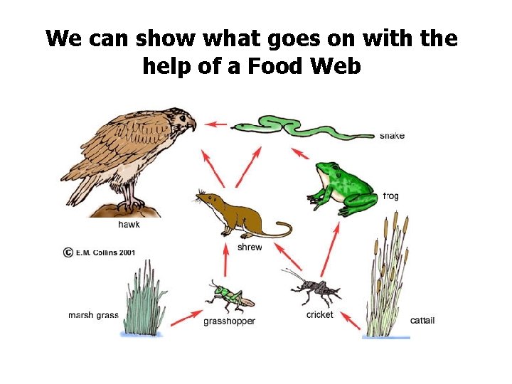 We can show what goes on with the help of a Food Web 