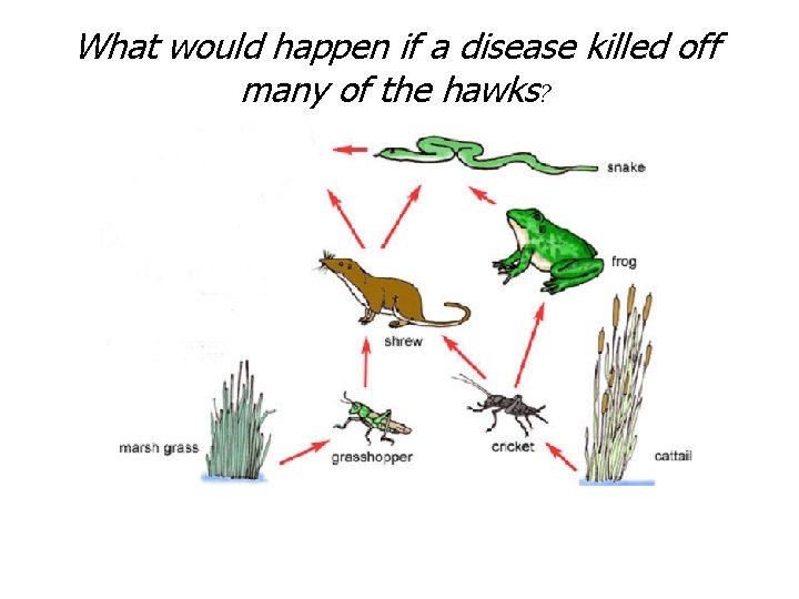 What would happen if a disease killed off many of the hawks? What would happen if a disease killed off many of the hawks?