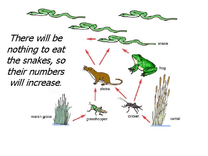There will be nothing to eat the snakes, so their numbers will increase. There will be nothing to eat the snakes, so their numbers will increase.