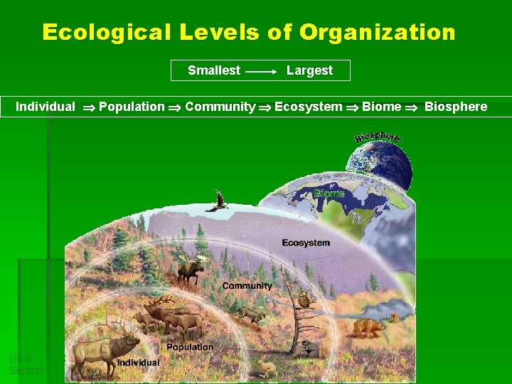 Ecological Levels of Organization Smallest Largest Individual Population Community Ecosystem Biome Biosphere Go to