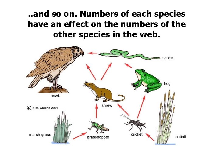 . . and so on. Numbers of each species have an effect on the