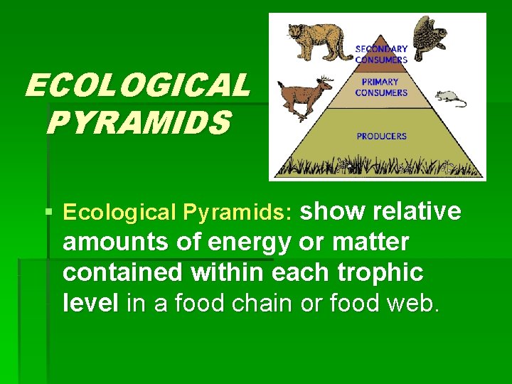 ECOLOGICAL PYRAMIDS § Ecological Pyramids: show relative amounts of energy or matter contained within